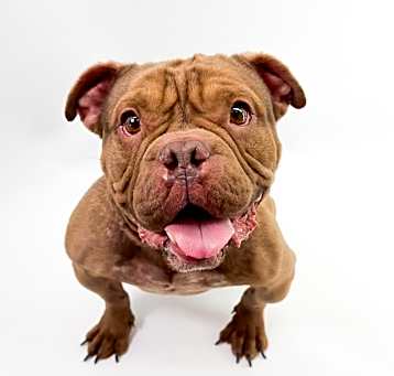 Photo of Hunny