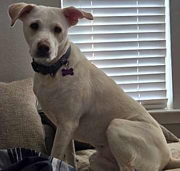 Photo of Pearl
