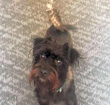 Photo of PooPoo