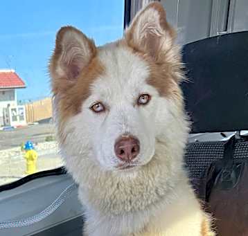 Photo of Leika