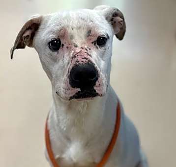 Photo of Gambit (Townsend park and Hill)