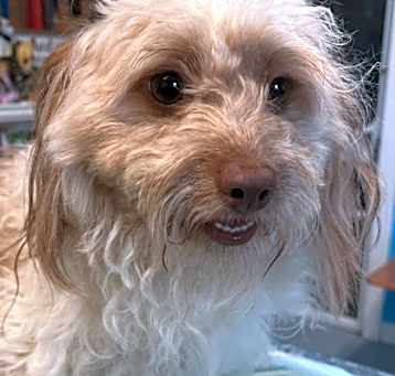 Photo of Ernie