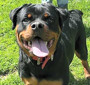 Photo of Buster