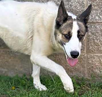 Photo of Alita