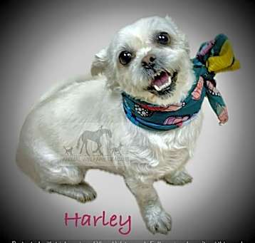 Photo of HARLEY
