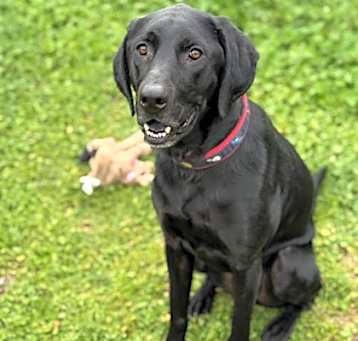 Photo of Louie