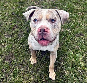 Photo of Otis