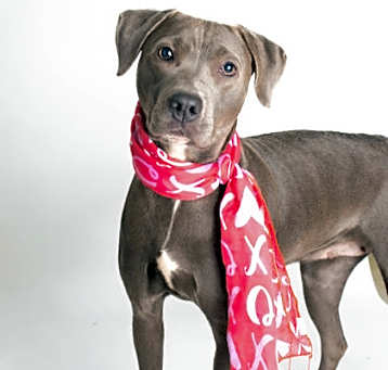 Photo of Jade - Available in Foster
