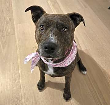 Photo of Nova