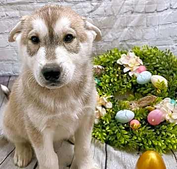 Photo of Toby