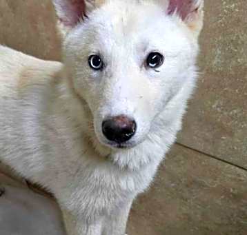 Photo of Moshi