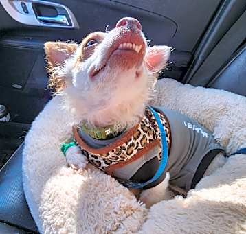 Photo of Amber