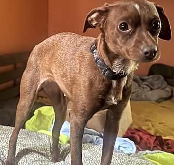 Photo of Dot