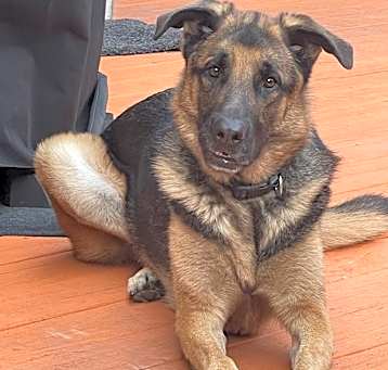 Photo of Benji - Home to Home