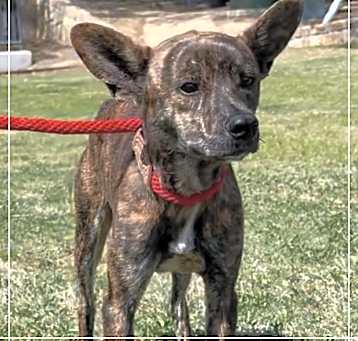 Photo of Coco