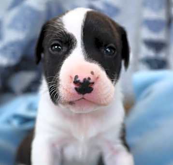 Photo of Mars Bar