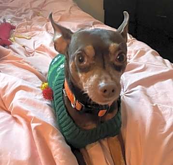 Photo of Archie