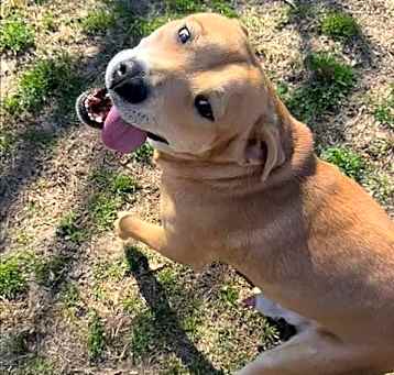 Photo of BROWNIE