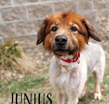 Photo of Junius
