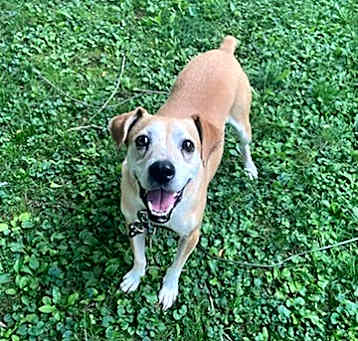 Photo of Bogey