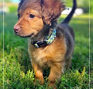 Photo of Luna