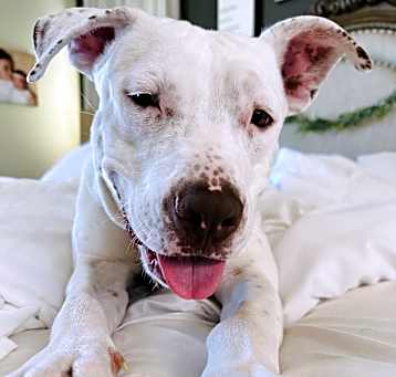 Photo of Daisy