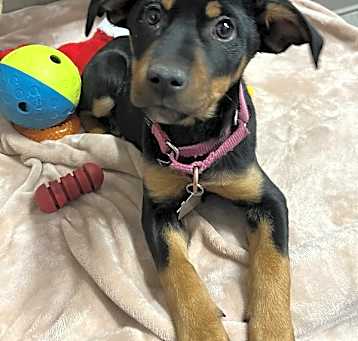 Photo of Clover