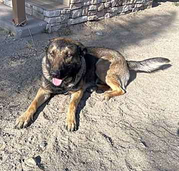 Photo of Scooby