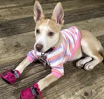 Photo of Remi/ Auburn