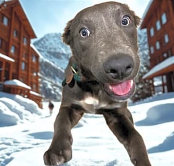 Photo of Aspen