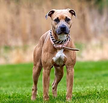 Photo of Tootsie