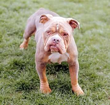 Photo of Francie