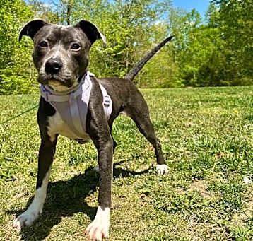Photo of Junie