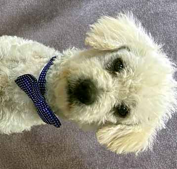 Photo of Scotty