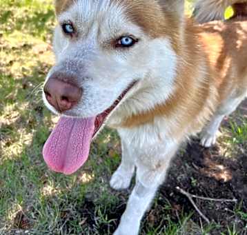 Photo of Toby