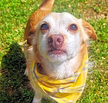 Photo of Rowdy