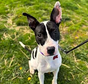 Photo of Pixel