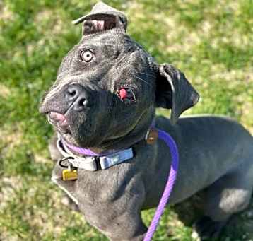 Photo of Shanti V 1