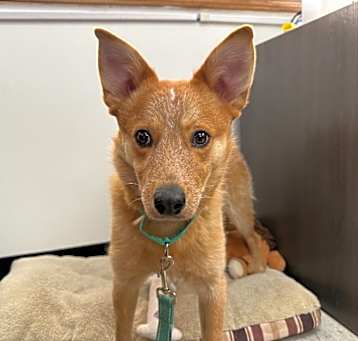 Photo of Copper