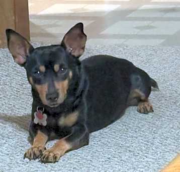 Photo of Butch