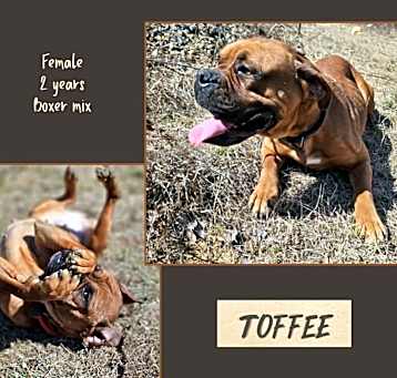 Photo of Toffee