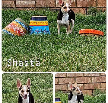 Photo of Shasta