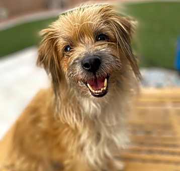 Photo of Cookie