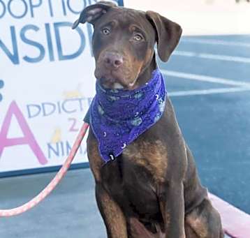 Photo of Dozer