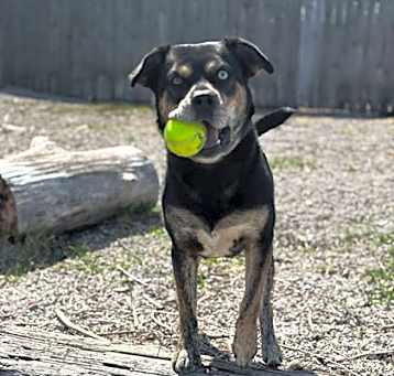 Photo of Odin