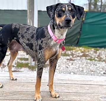 Photo of Speckles (Mom) 