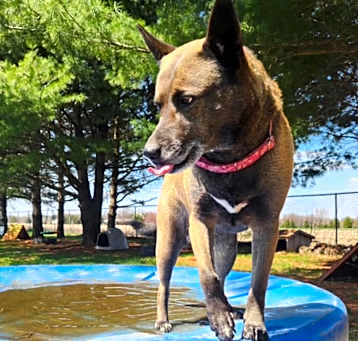 Photo of Sadie