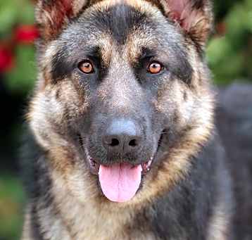 Photo of Cody von Castell