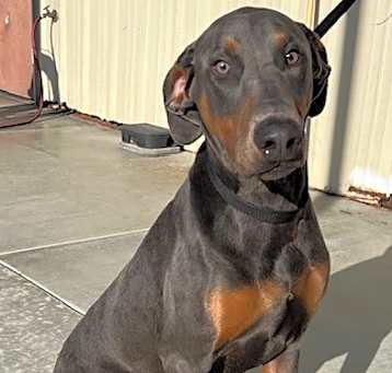 Photo of *FRANKIE