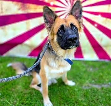 Photo of *BAXTER